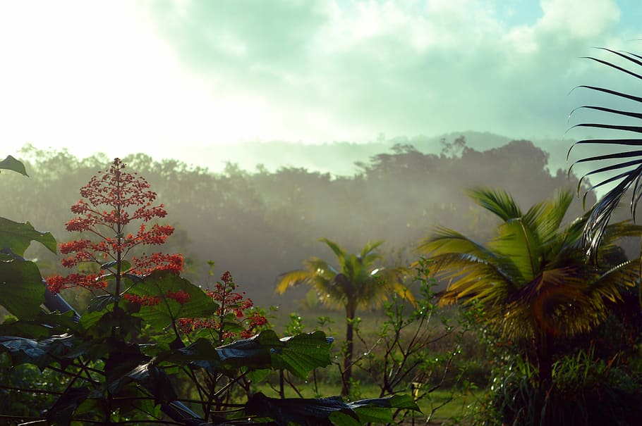 trees field, French Guiana, Rainforest, Forest, guiana, guyana, tropical, america, wild, nature