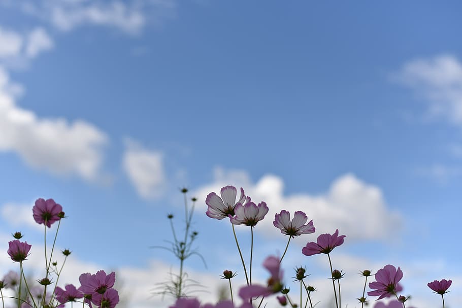 cosmos, autumn, blue sky, sky, cloud, nature, flowers, fall flowers, in autumn, wildflower