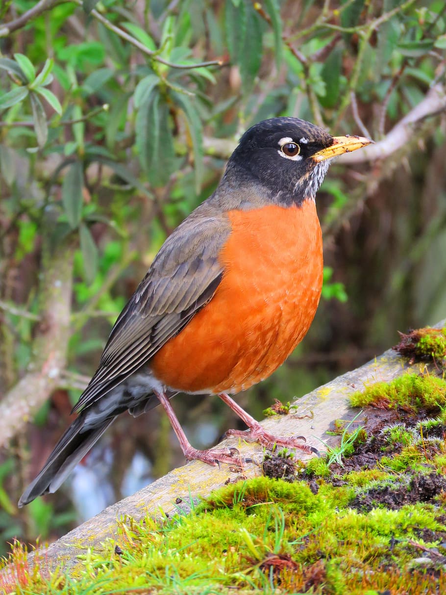 Robin, pájaro, observación de aves, naturaleza, rojo, pecho rojo, jardín, pájaro cantor, un animal, animales en la naturaleza