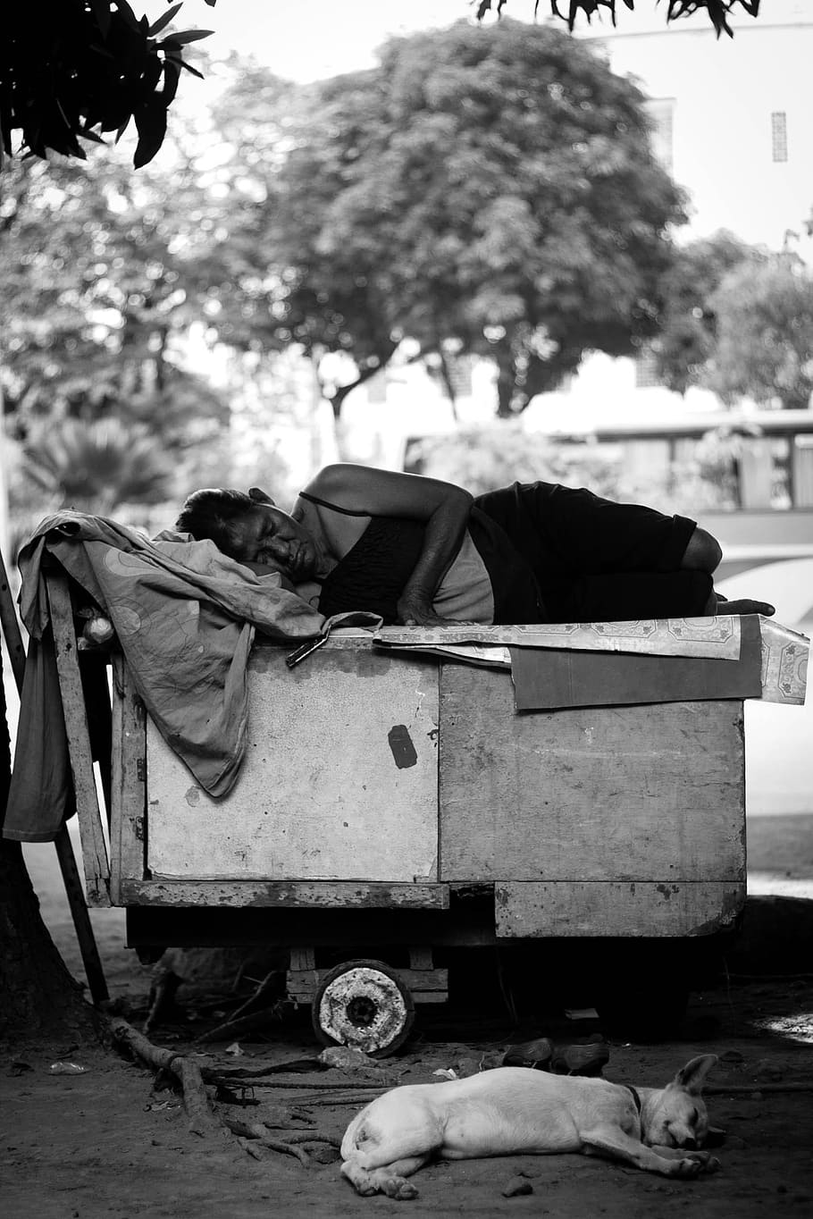 woman, lying, brown, wooden, cart grayscale photography, poor, person, dog, street photograpy, black and white