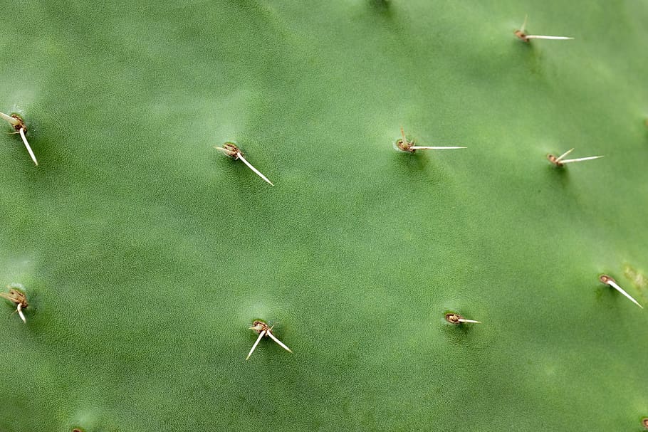 cactus, spine, prickly, green, thorn, cacti, desert, thorns, watch, needles