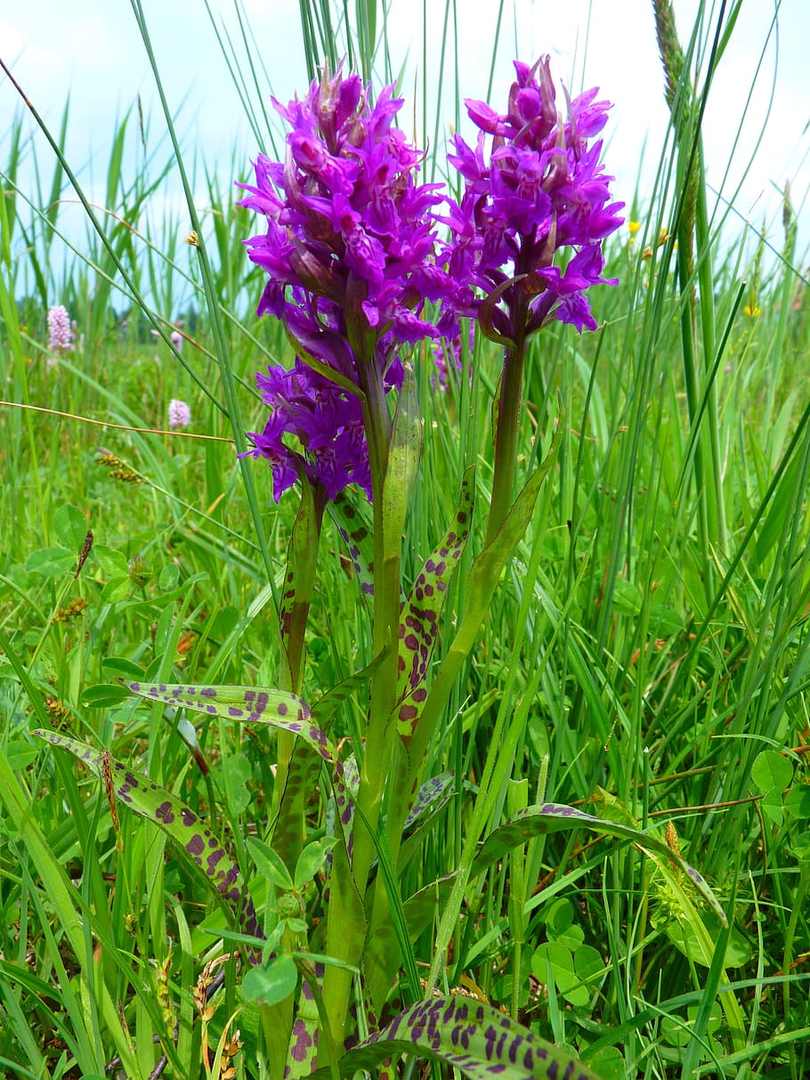 knabenkraut del pantano, orquídea, occidental, pantano, knabenkraut del pantano occidental, púrpura, flor, color verde, crecimiento, campo
