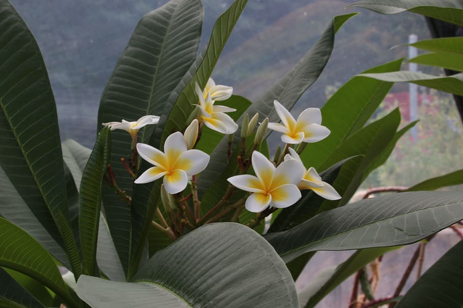 mauritius frangipani perfume