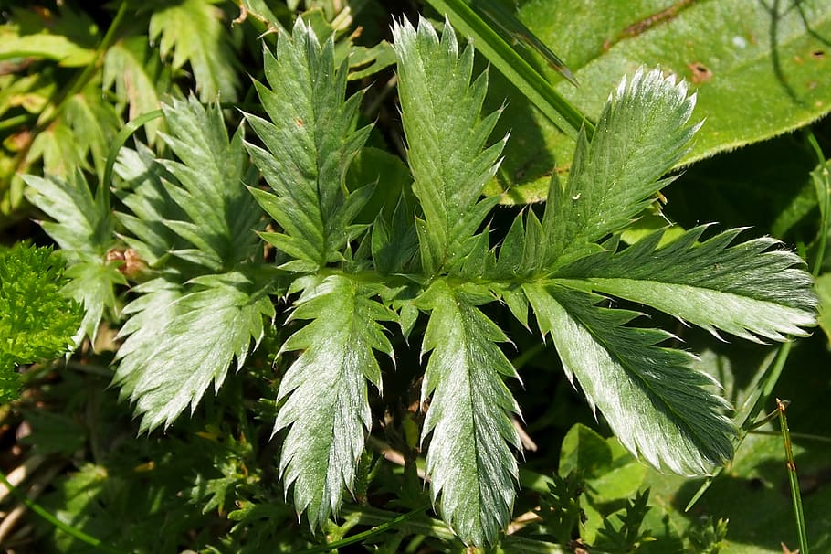 hoja, naturaleza, verde, parte de la planta, color verde, planta, crecimiento, primer plano, marihuana - cannabis a base de plantas, planta de cannabis