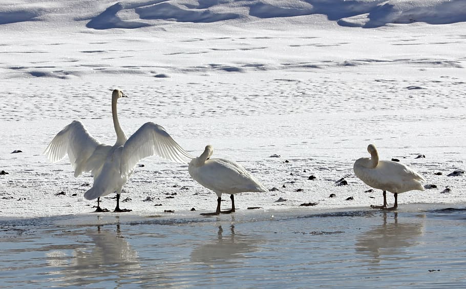 trumpeter swans, winter, park, water, lake, snow, birds, wildlife, nature, outdoors