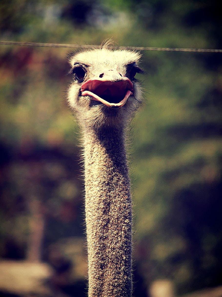 Animal, Ostrich, Emu, Africa, Face, Head, closeup, naturally, molydophanes, neck