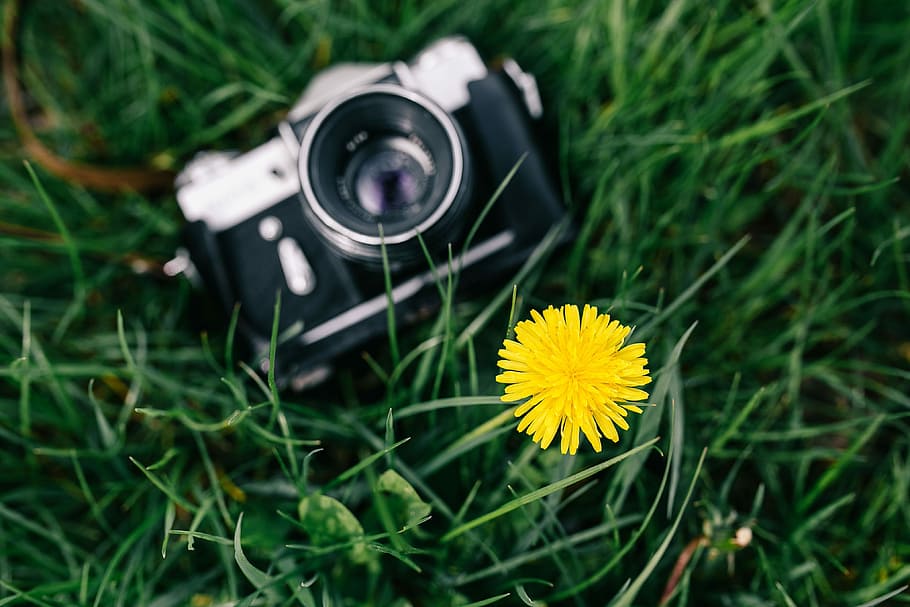vintage, camera, field, blooming, rapes, Woman, summer, bloom, photography, photographer