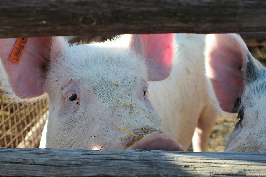 pig, hog, animal, farm, pork, meat, cute, swine, livestock, piggy