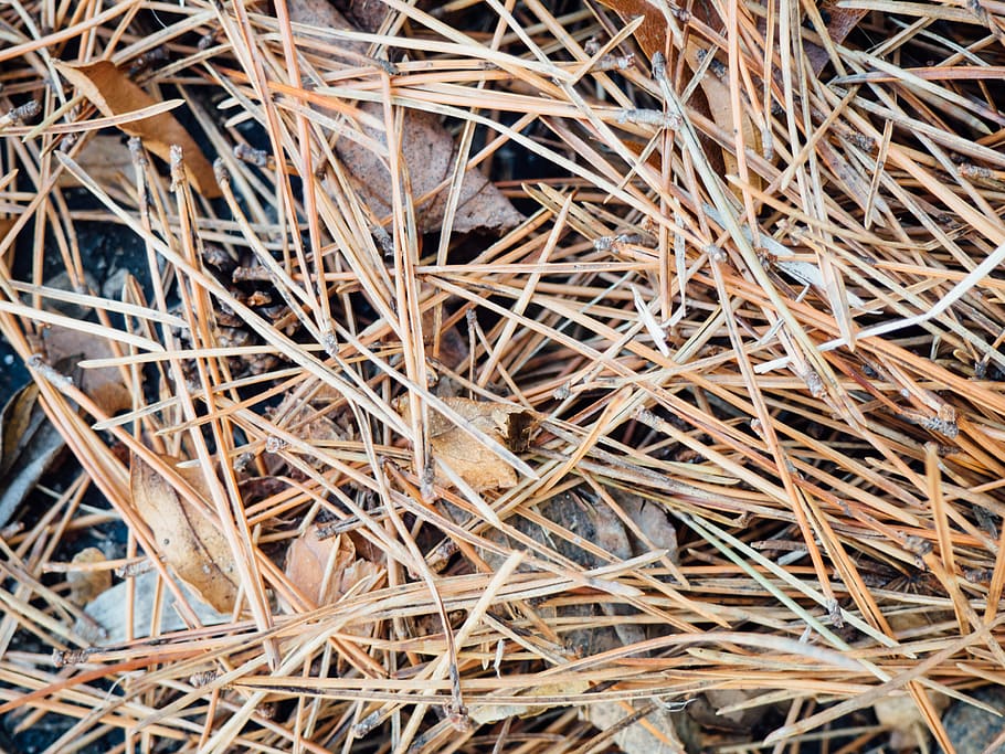 nature, leaves, ground, plant, dry, close-up, hay, full frame, backgrounds, day