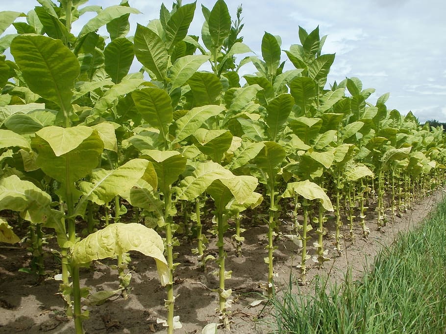 tobacco, field, leaves, plantation, agriculture, farm, growing, crop, addiction, rural