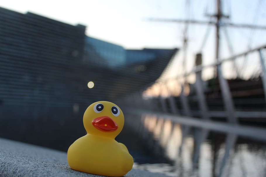rubber duck, dundee, scotland, water, v a dundee, landmark, angle, morning, random object, focus