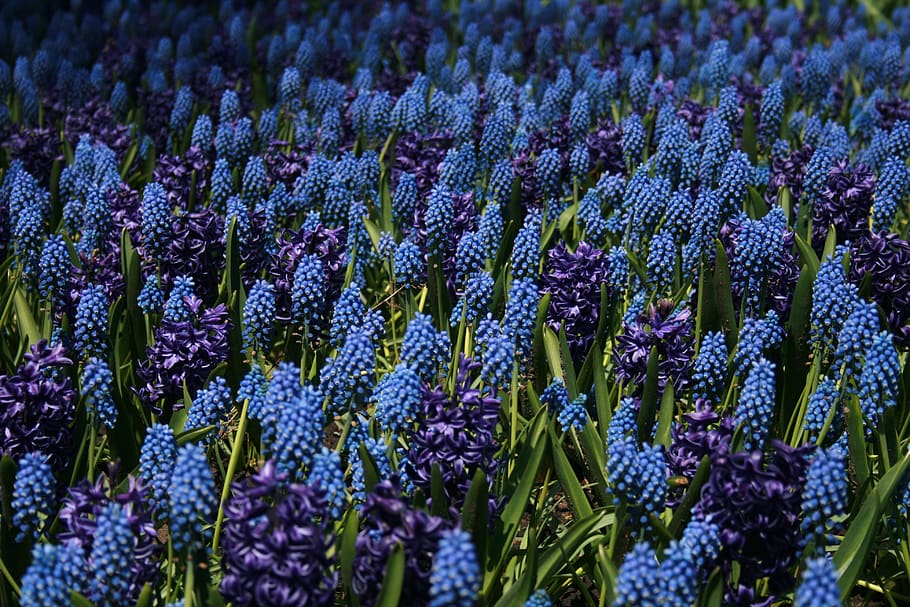 blue, flowers, background, field, meadow, blossoms, plants, wild, flora, purple