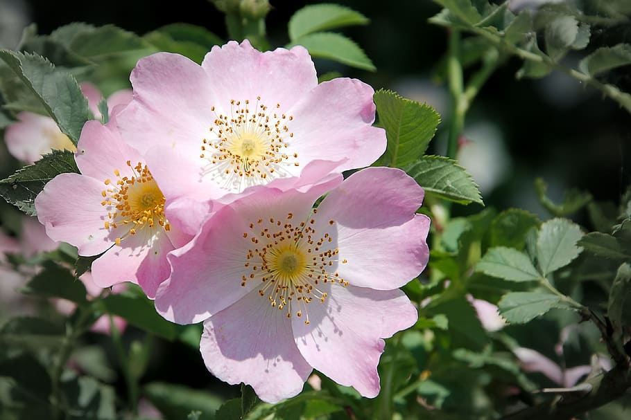 pink, white, flowers, wild rose, bush rose, blossom, bloom, pink corymbifera, bush, early summer