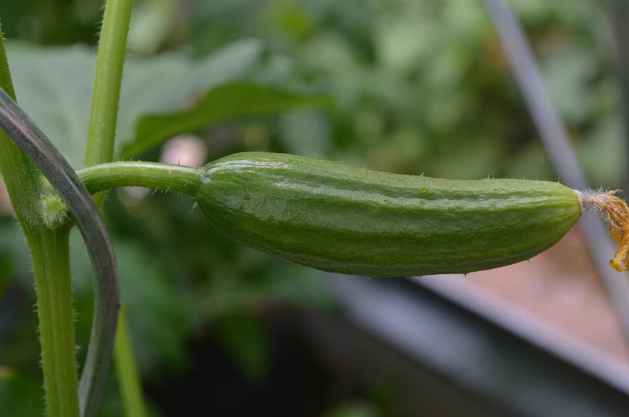 cucumber, vegetables, snake pickle, green color, plant, growth, focus on foreground, close-up, freshness, nature