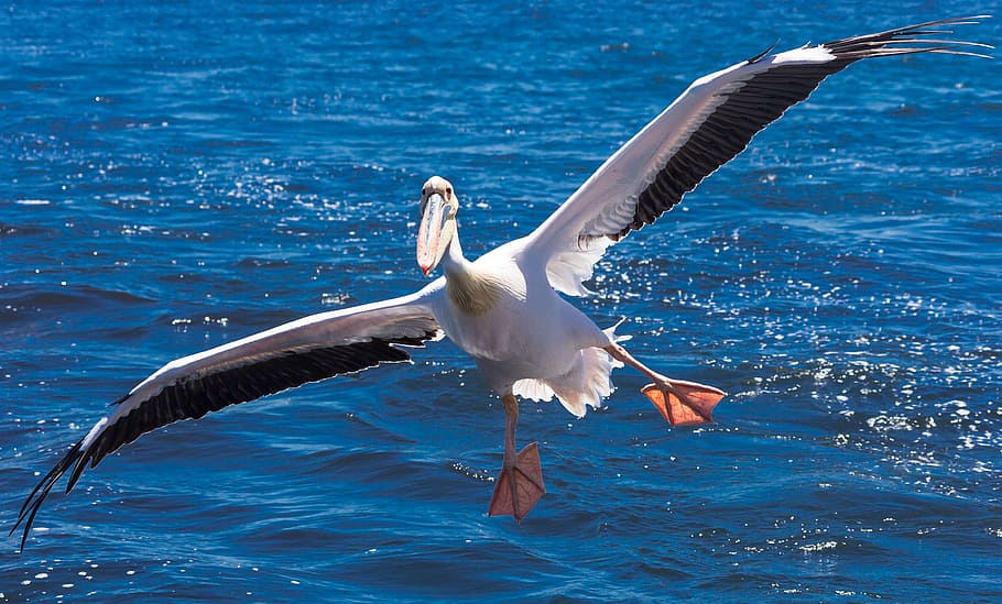 pelican, bird, africa, namibia, flight, wings, animals in the wild, animal wildlife, flying, animal themes