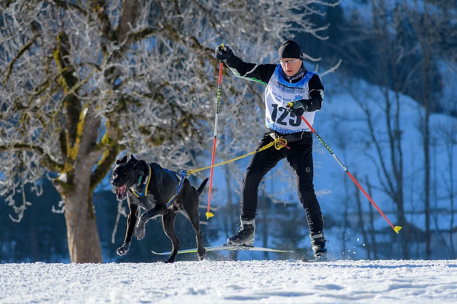dog sled, dog, snow, slide, teamwork, race, competition, nature, landscape, winter