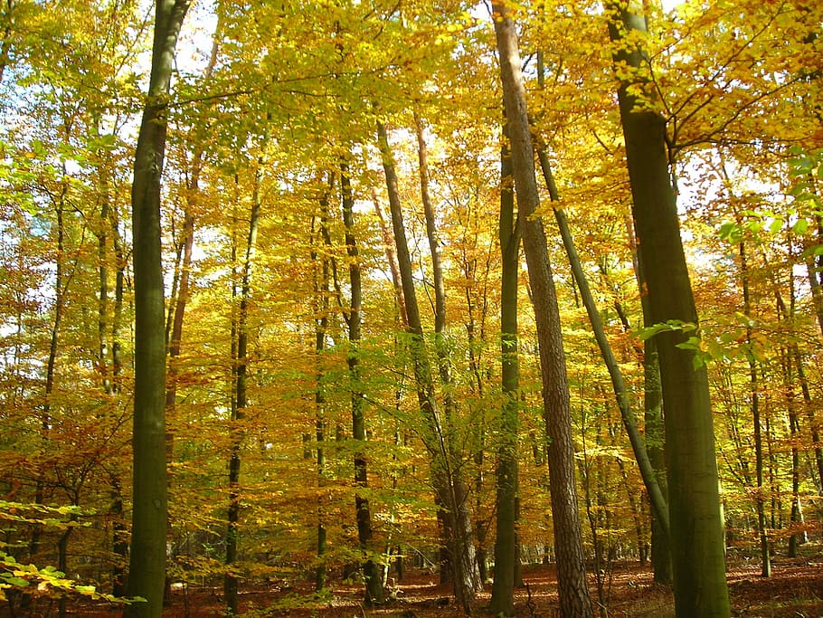 yellow, leafed, tree forest, day, autumn, forest, emerge, golden, october, fall foliage