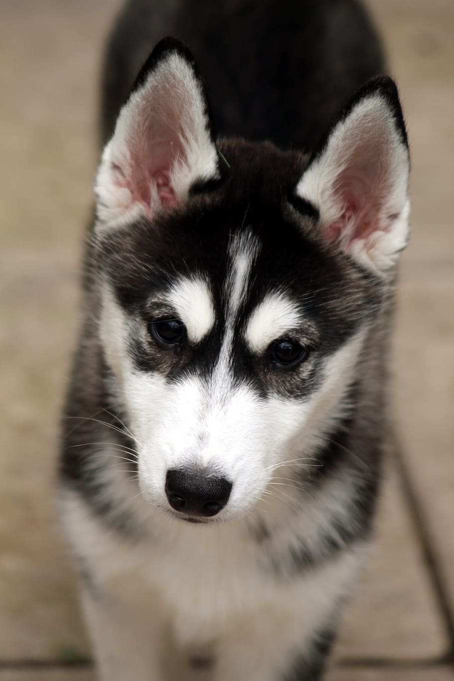 husky siberiano, husky, cachorro, perro, canino, mascota, un animal, mamífero, mascotas, doméstico
