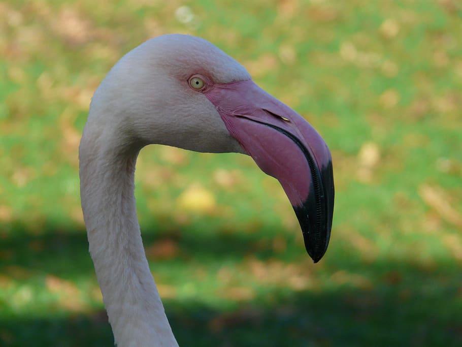 Flamingo, bill, drainage bill, phoenicopteriform, phoenicopteridae, birds, neck, head, long, view