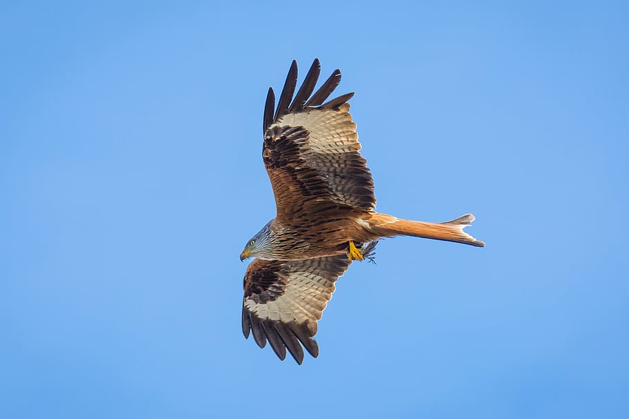 closeup, flying, brown, eagle, milan, bird, bird of prey, raptor, wildlife photography, nature