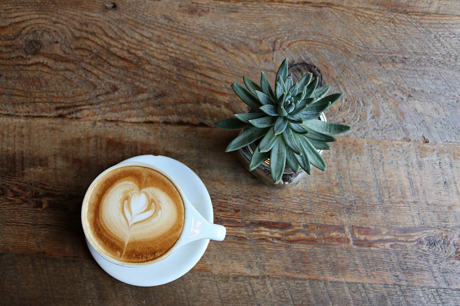 cappuccino, green, leaf, potted, plant, espresso, coffee, succulent, latte, flower