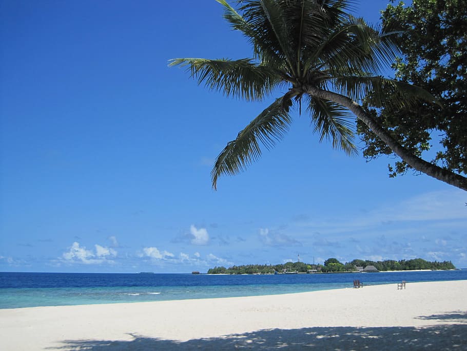 bandos, maldives, beach, palm, island, holiday, sun, sky, water, palm tree