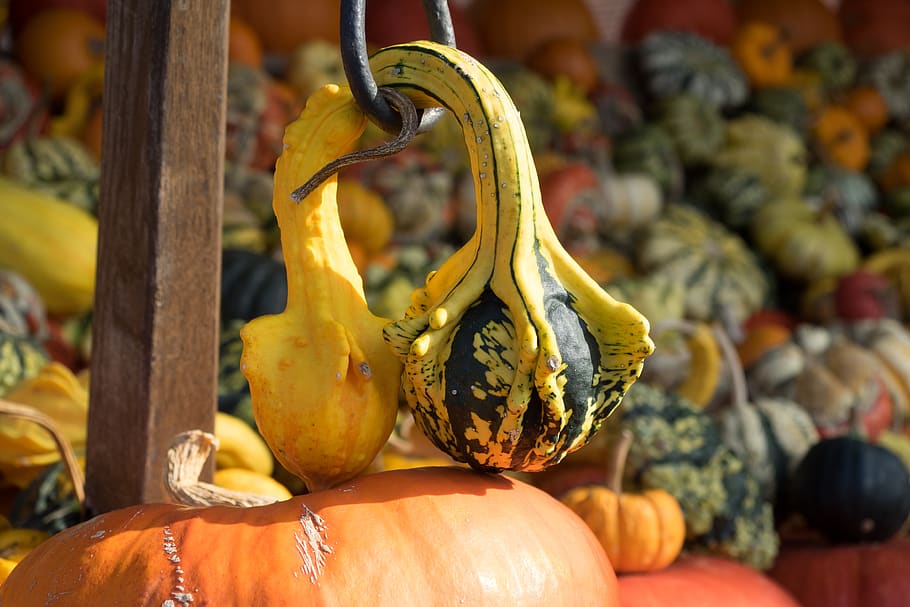 calabaza, otoño, naranja, amarillo, decoración, verduras, motivos de otoño, estructura, color, colorido