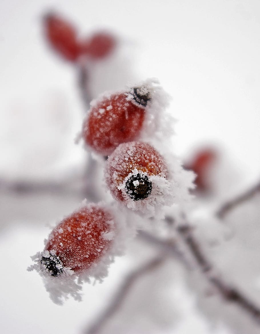 Frost, Wild Rose, Fruit, Winter, Frosty, frozen, snow, nature, branch, close-up