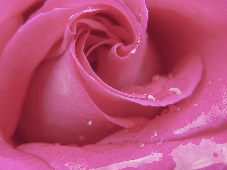 pink, flower, rose, petal, flowering plant, plant, pink color, beauty in nature, close-up, rose - flower