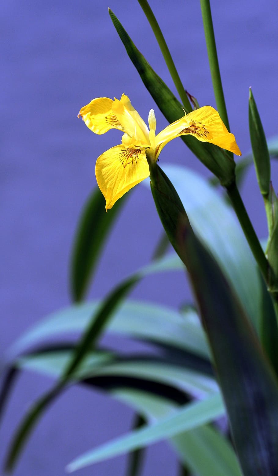 iris, pantano, amarillo, vegetación, pétalos, flor amarilla, río, alsacia,  planta floreciente, flor | Pxfuel