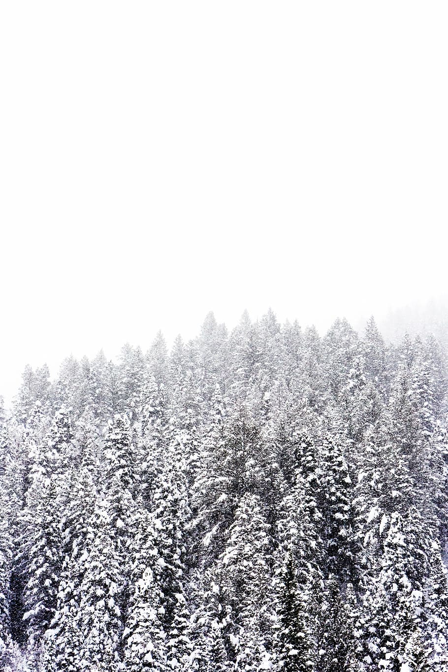 foto da paisagem, coberto de neve, pinheiros, brilhante, nebuloso, céu, neve, inverno, branco, frio