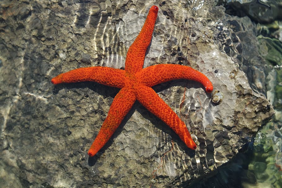 estrela do mar, férias, mar, água, animais em estado selvagem, vida marinha, cor laranja, vida selvagem animal, rocha, forma de estrela