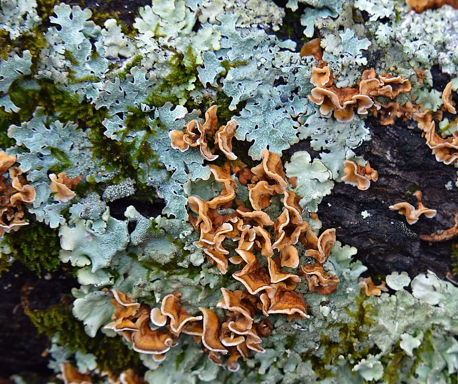 Log, Lichen, Symbiotic, lichens on log, cyanobacteria, fungi, nature, green, tree, wild