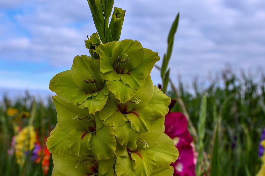 gladiolo, flor, verano, floración, planta, campo de flores, colorido, verde, cielo, color |  combustible