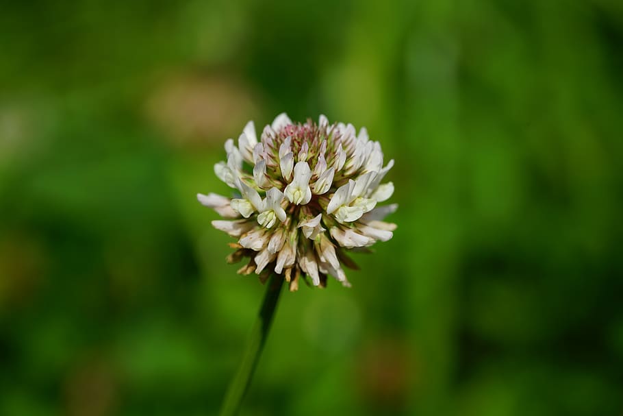 klee, blossom, bloom, plant, white clover, trifolium repens, creeping clover, flowering plant, fabaceae, faboideae