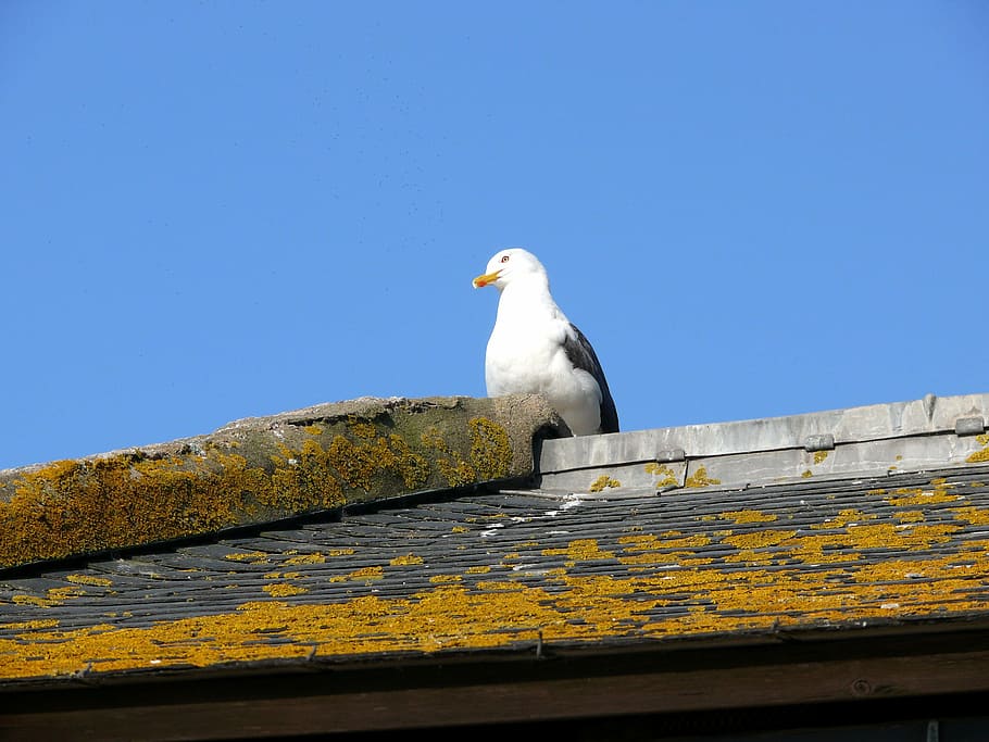 bird, roof, mont saint michel, france, seagull, animal, sea, wildlife, sea Bird, nature