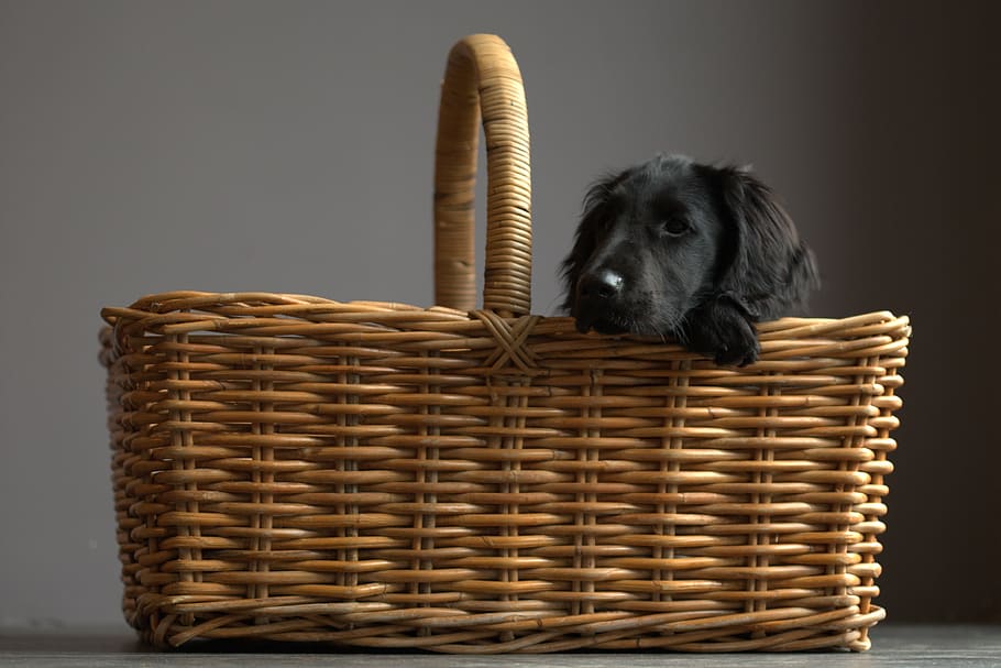 flatcoated retriever, dog, basket, desktop background, mesh, puppy, black, cute, one animal, pets