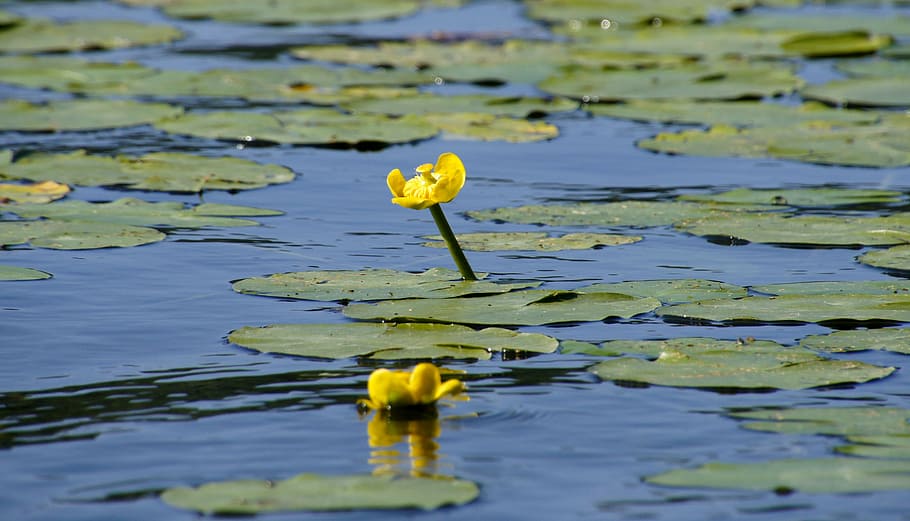 pond, aquatic plant, flower, nature, water, leaves, green, water plan, reflections, yellow