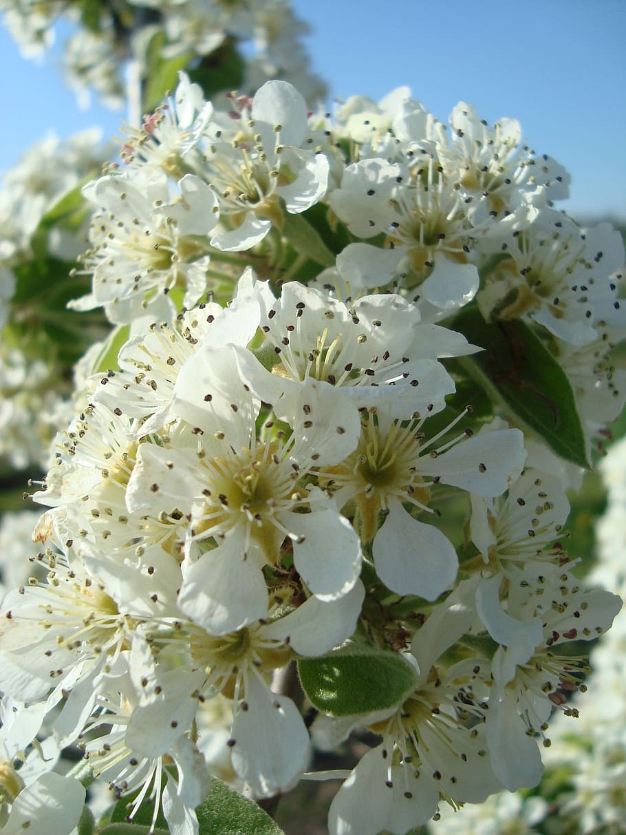 pear blossom, pear, blossom, bloom, nature, spring, fruit tree blossoming, fruit tree, flowering twig, flower