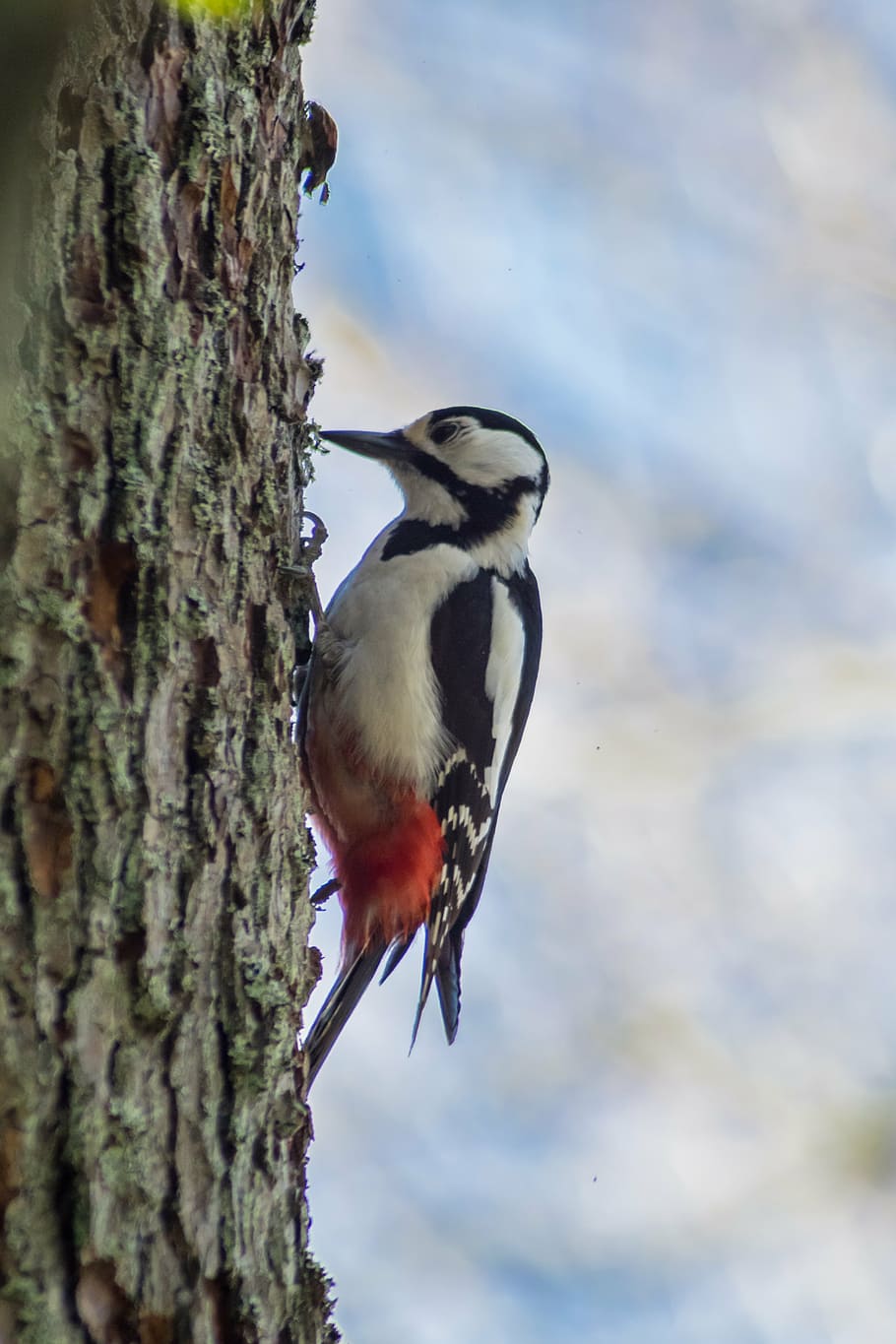 a great spotted woodpecker, woodpecker, bird, nature, nature photo, animals in the wild, animal, animal wildlife, animal themes, perching
