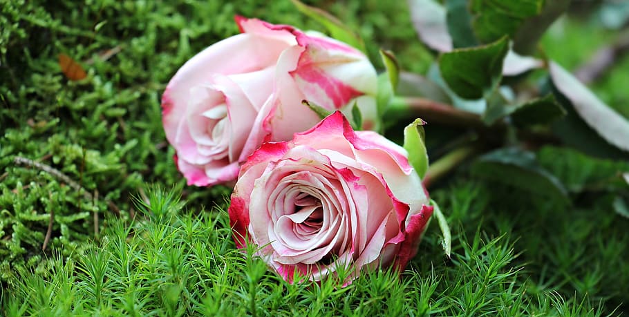 close, photography, pink, roses, culture roses, noble roses, white, pink white, pink white roses, flowers