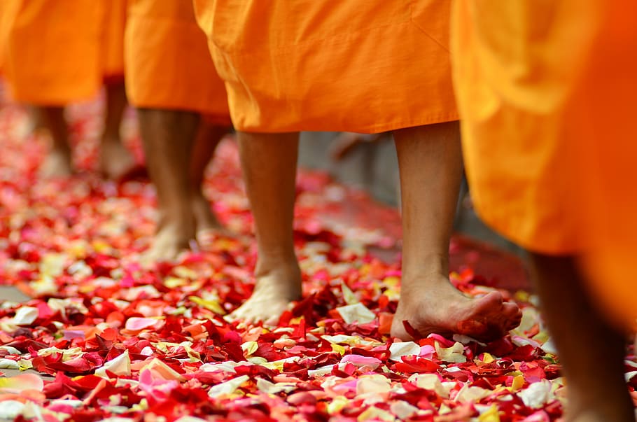 person, walking, flower petals, buddhism, monks, buddhists, walk, rose petals, orange, robes