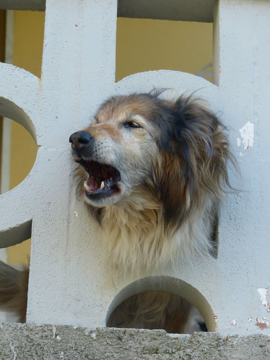 anjing, gonggongan, waspada, pagar balkon, satu hewan, tema binatang, hewan, mamalia, hewan peliharaan, domestik