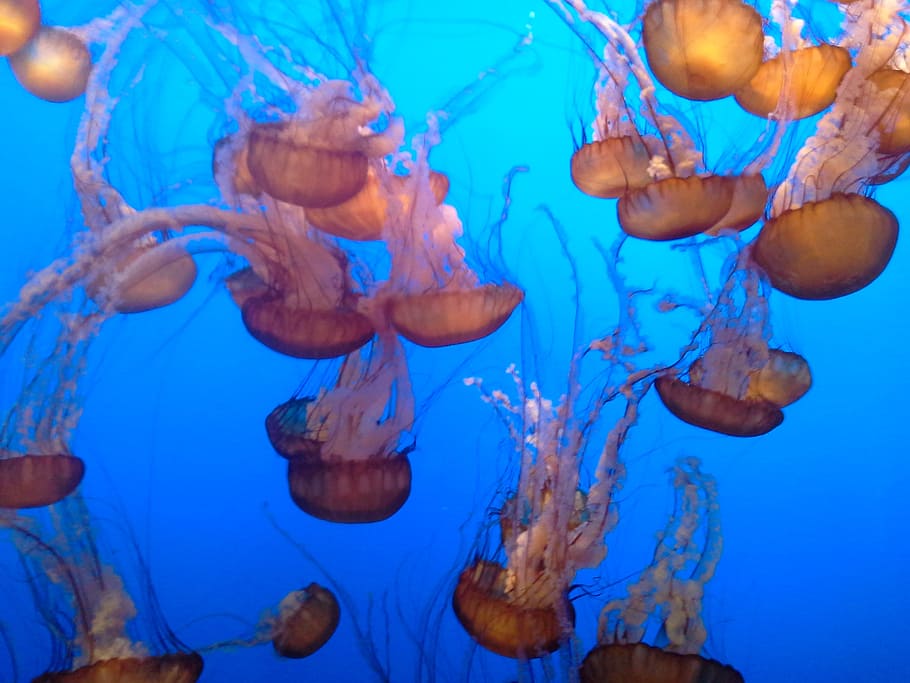 medusas, tentáculos, veneno, bajo el agua, acuario, acuario de la bahía de monterey, brillante, océano, mar, temas de animales