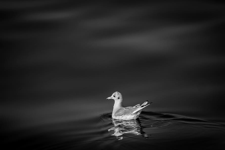 bird, beak, feather, animal, swim, dark, black and white, monochrome, lake, river