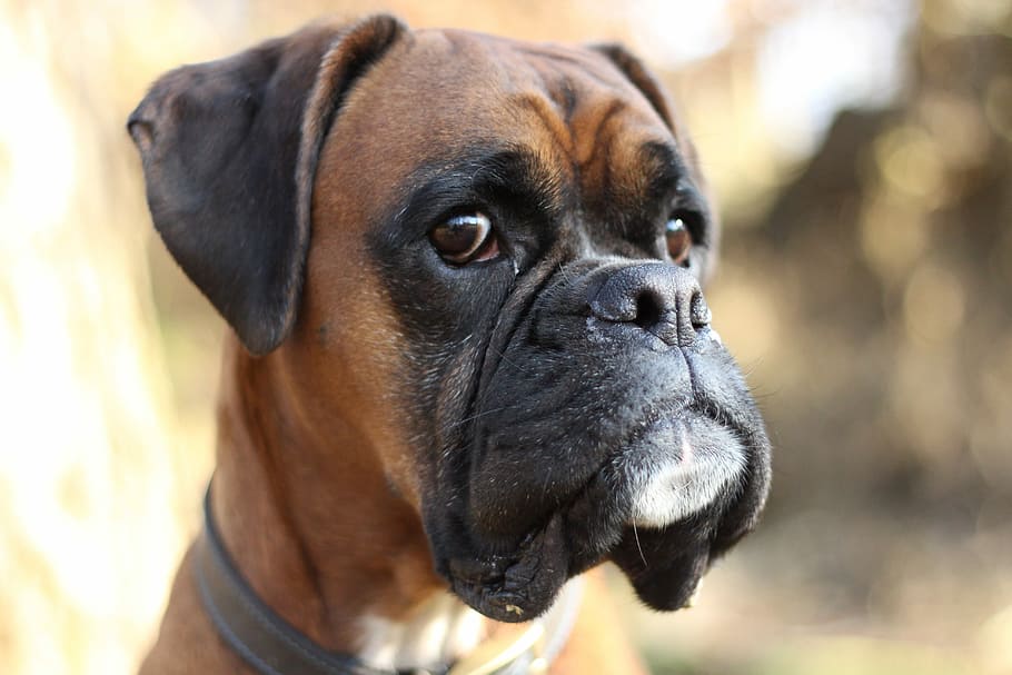 close-up photo, brown, black, boxer, boxer dog, dog, bokeh, pets, animals, one animal