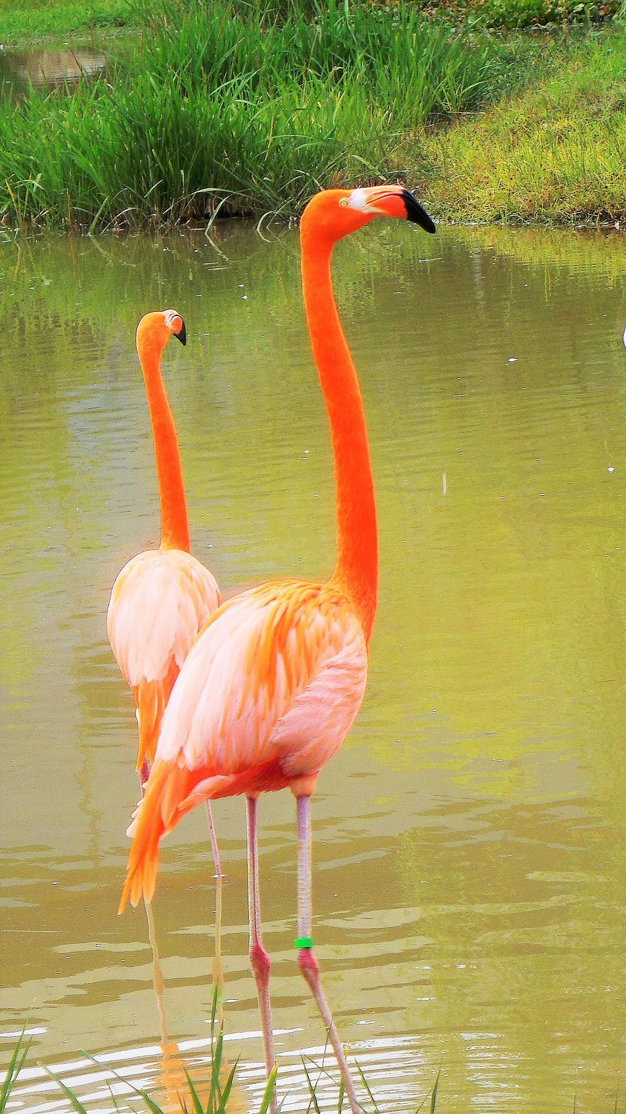 new, flamingo, animal, bird, animal themes, animals in the wild, animal wildlife, lake, vertebrate, water