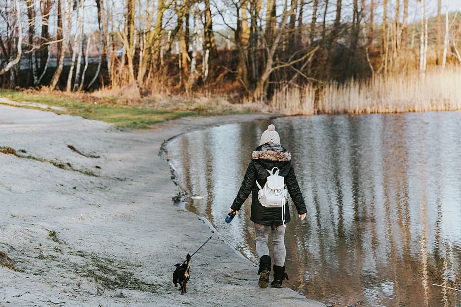 berjalan, danau, di tepi danau, air, anjing, angsa, di luar ruangan, orang, anak, alam