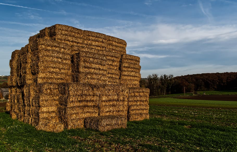 straw, straw bales, agriculture, harvest, summer, field, hay, stubble, hay bales, nature