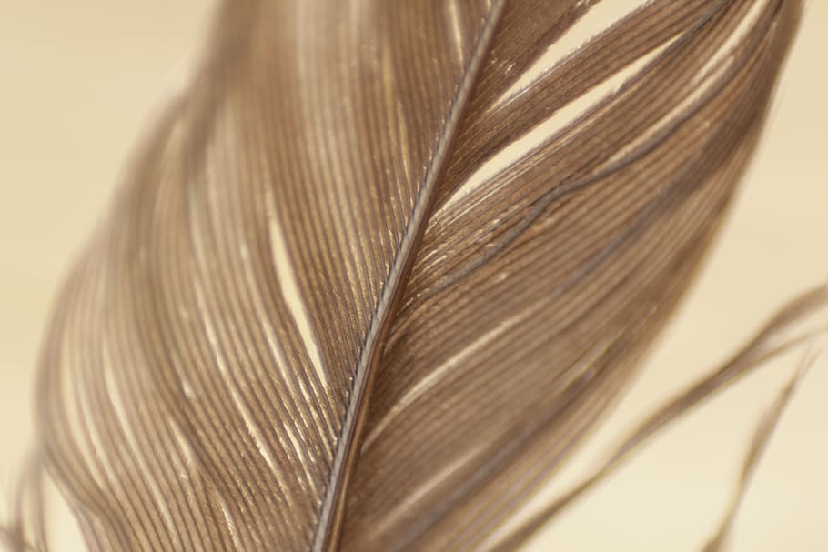 brown feather, closeup, brown, feather, feathers, plumage, texture, pattern, strands, bokeh